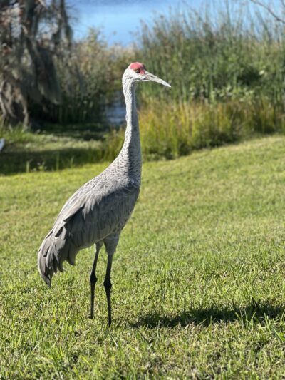 Rinky Dink Rocks's avatar